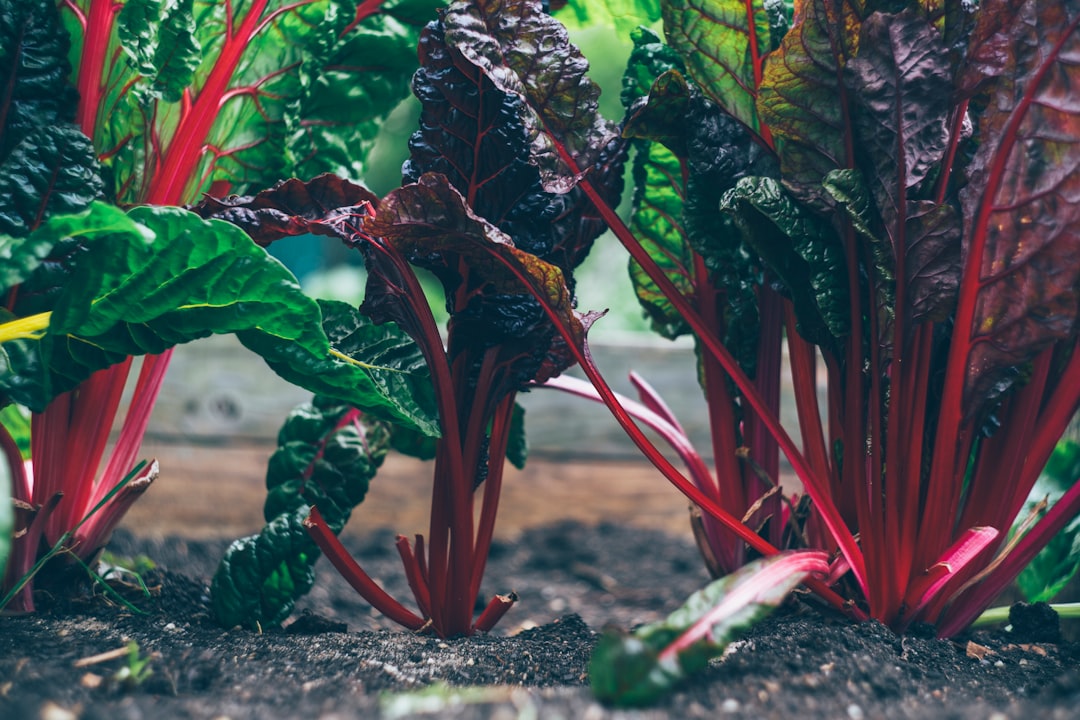 Photo Yu choy: Vegetable